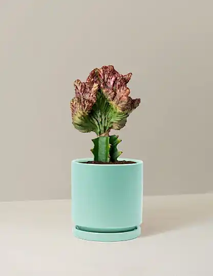 Mermaid Tail Cactus