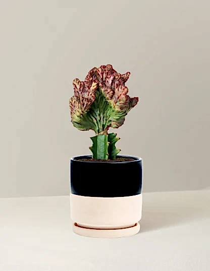 Mermaid Tail Cactus