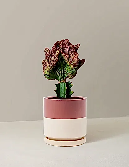 Mermaid Tail Cactus