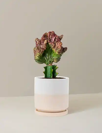 Mermaid Tail Cactus