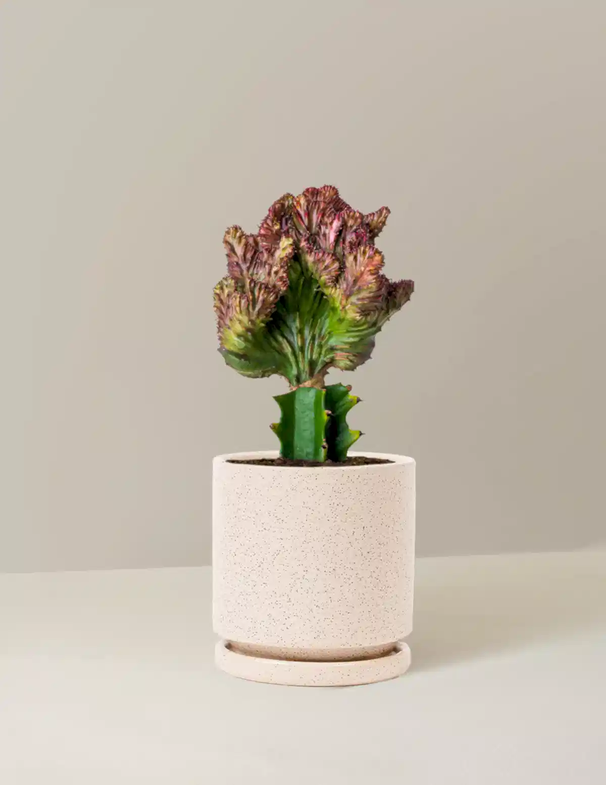 Mermaid Tail Cactus