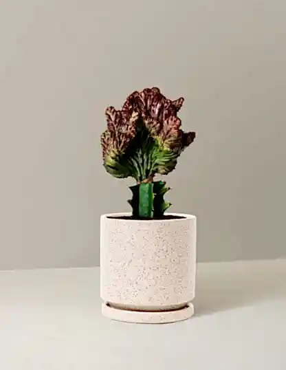 Mermaid Tail Cactus