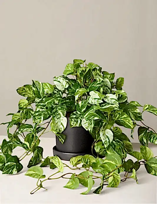 Faux Pothos Plant