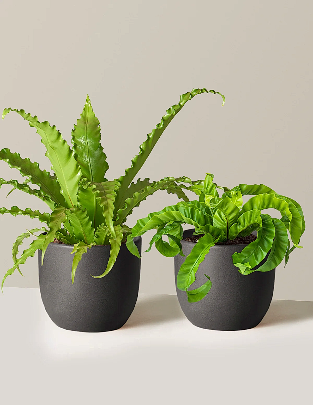 Fern Friends Duo