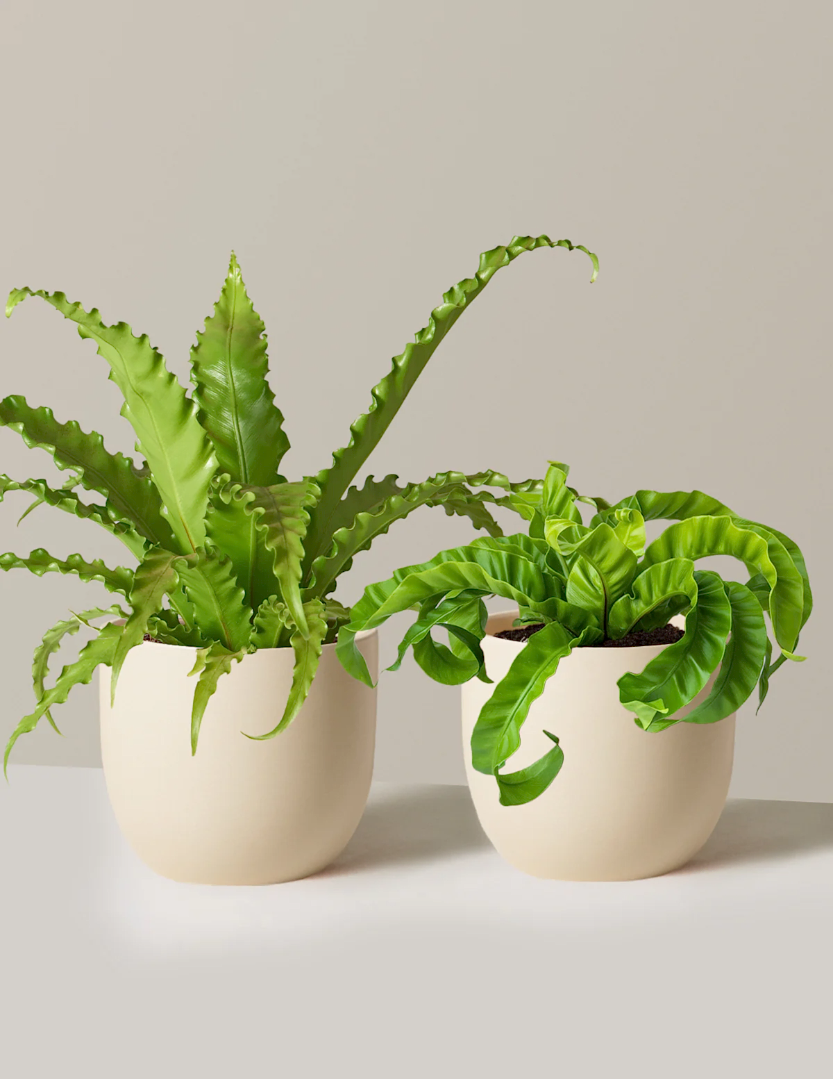 Fern Friends Duo