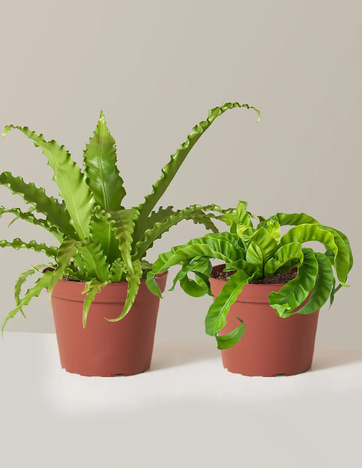 Fern Friends Duo