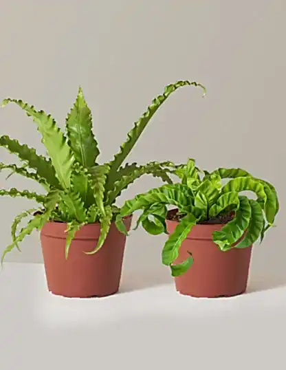 Fern Friends Duo