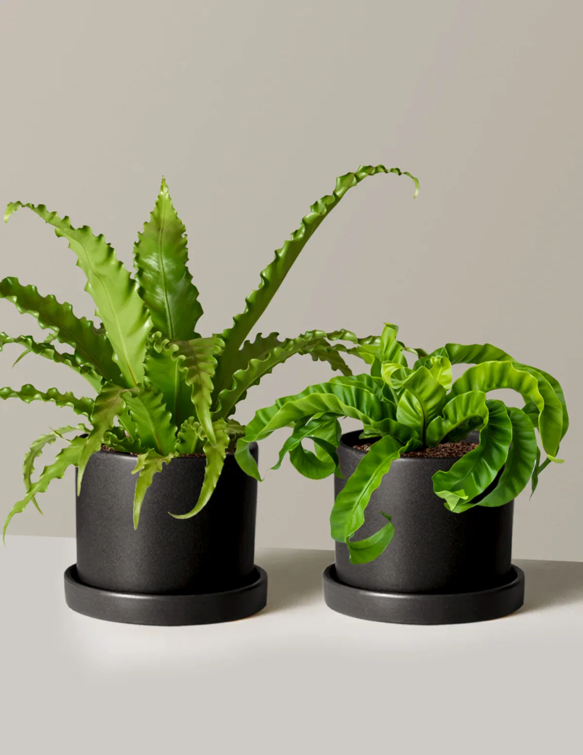 Fern Friends Duo