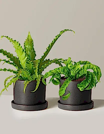 Fern Friends Duo