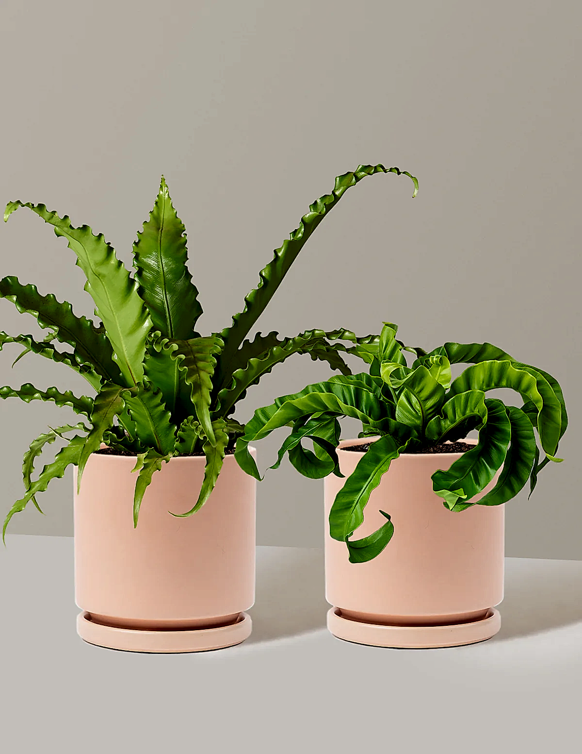 Fern Friends Duo