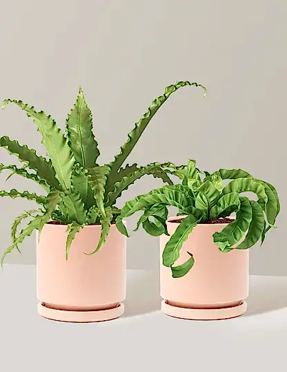 Fern Friends Duo