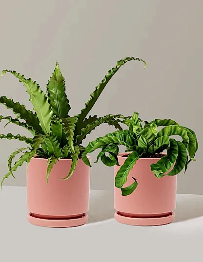 Fern Friends Duo