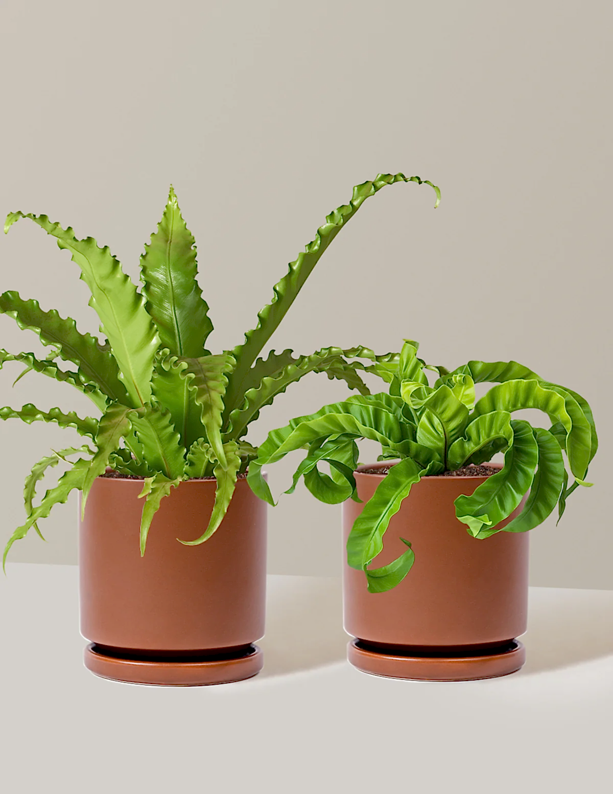Fern Friends Duo