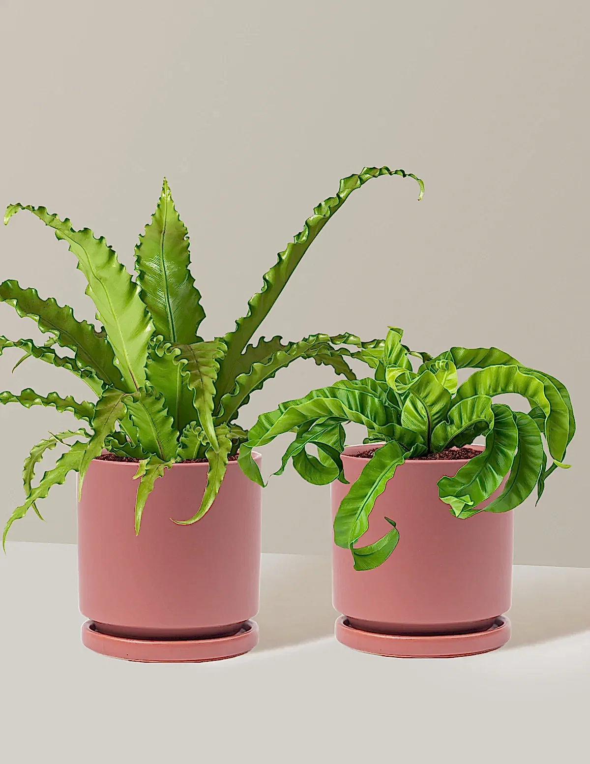 Fern Friends Duo