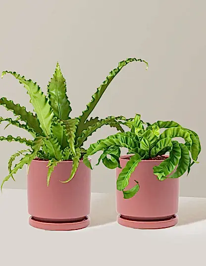 Fern Friends Duo