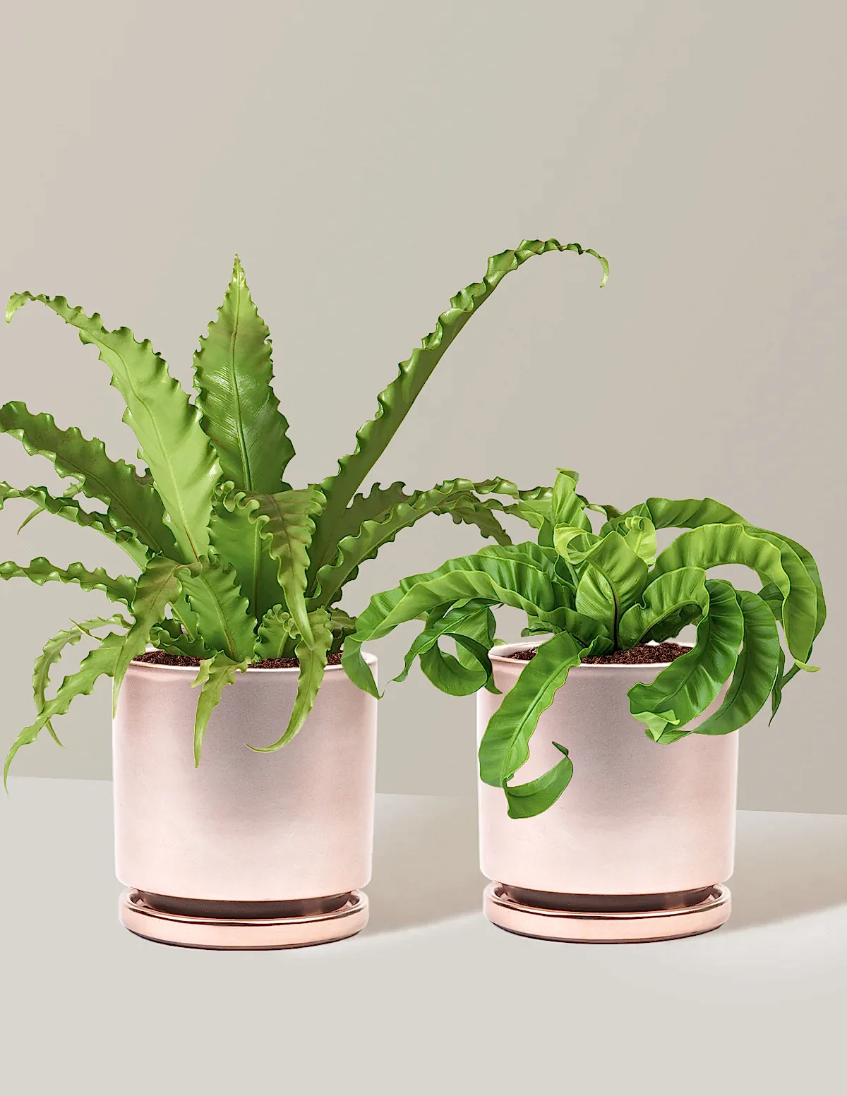 Fern Friends Duo