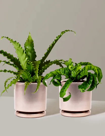 Fern Friends Duo