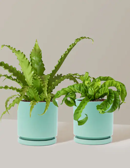 Fern Friends Duo