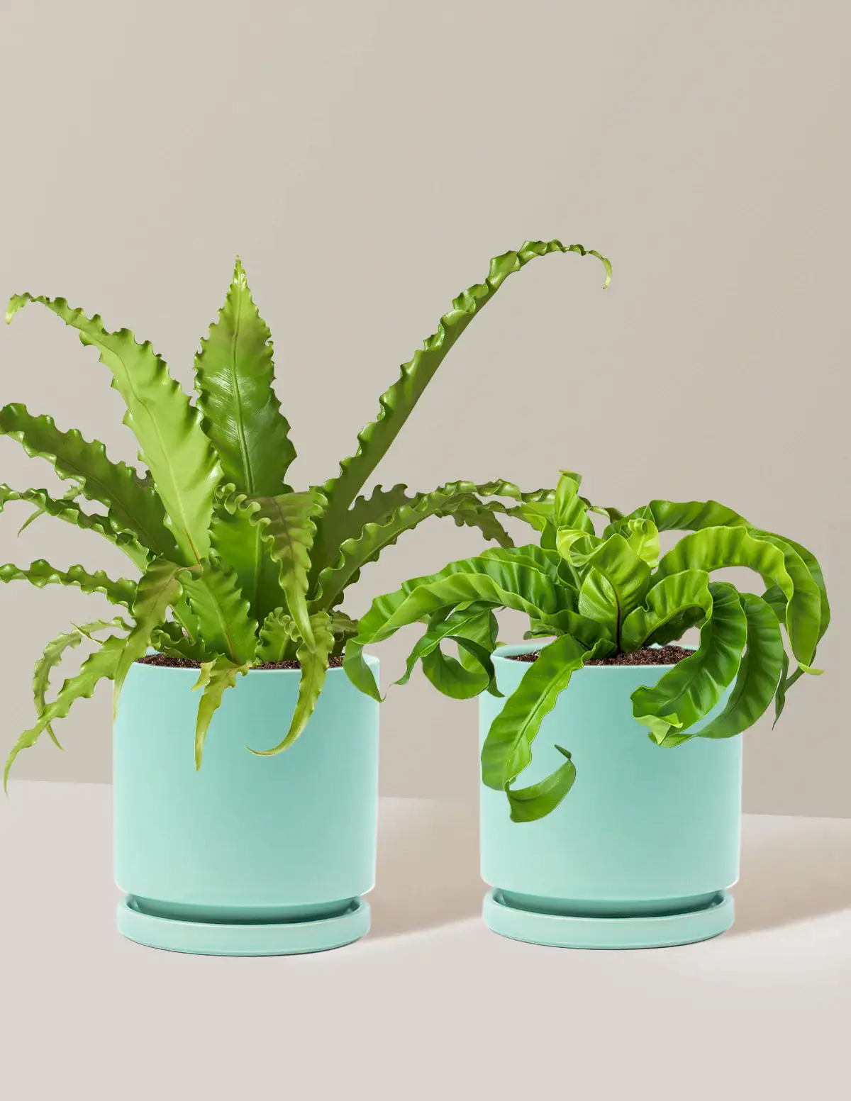 Fern Friends Duo