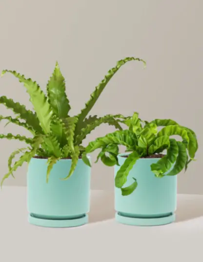 Fern Friends Duo