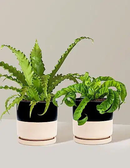Fern Friends Duo