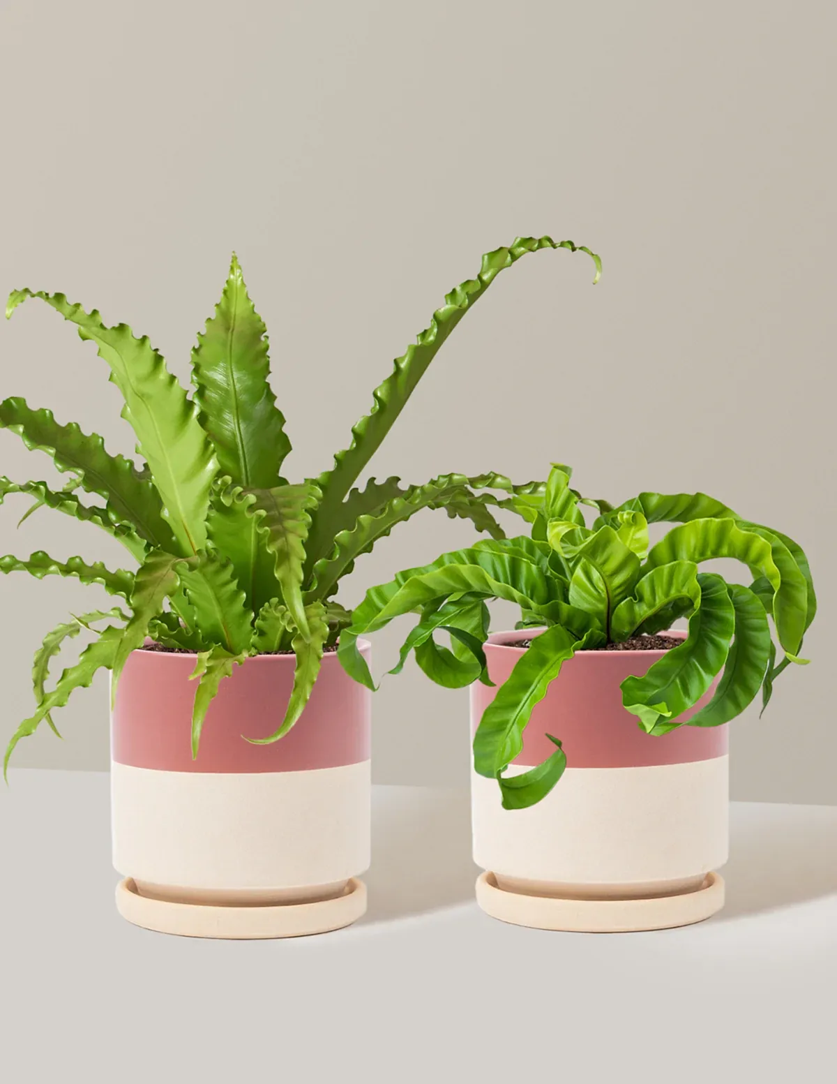 Fern Friends Duo