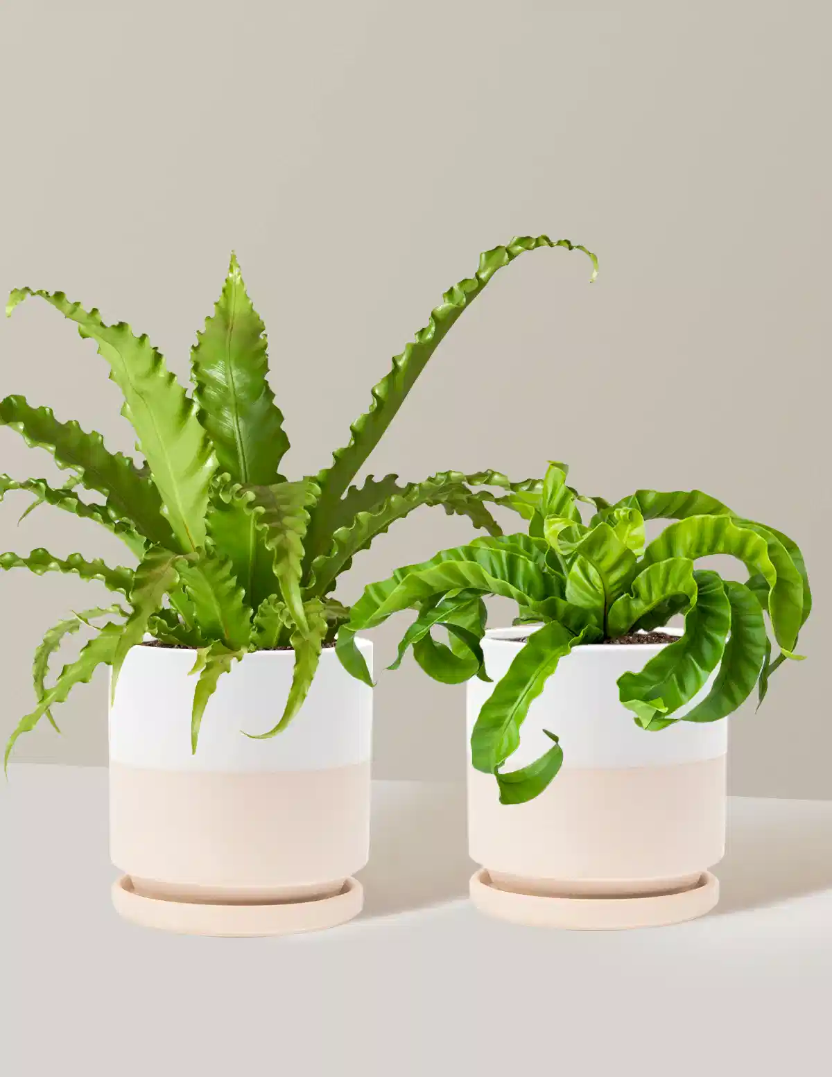 Fern Friends Duo