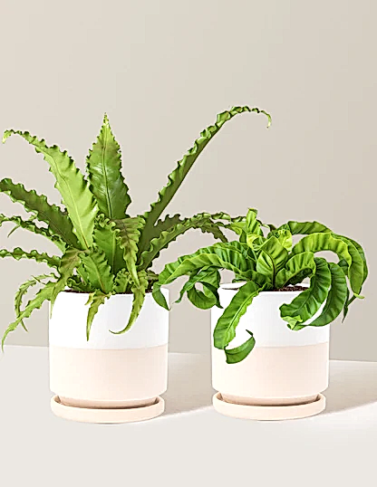 Fern Friends Duo