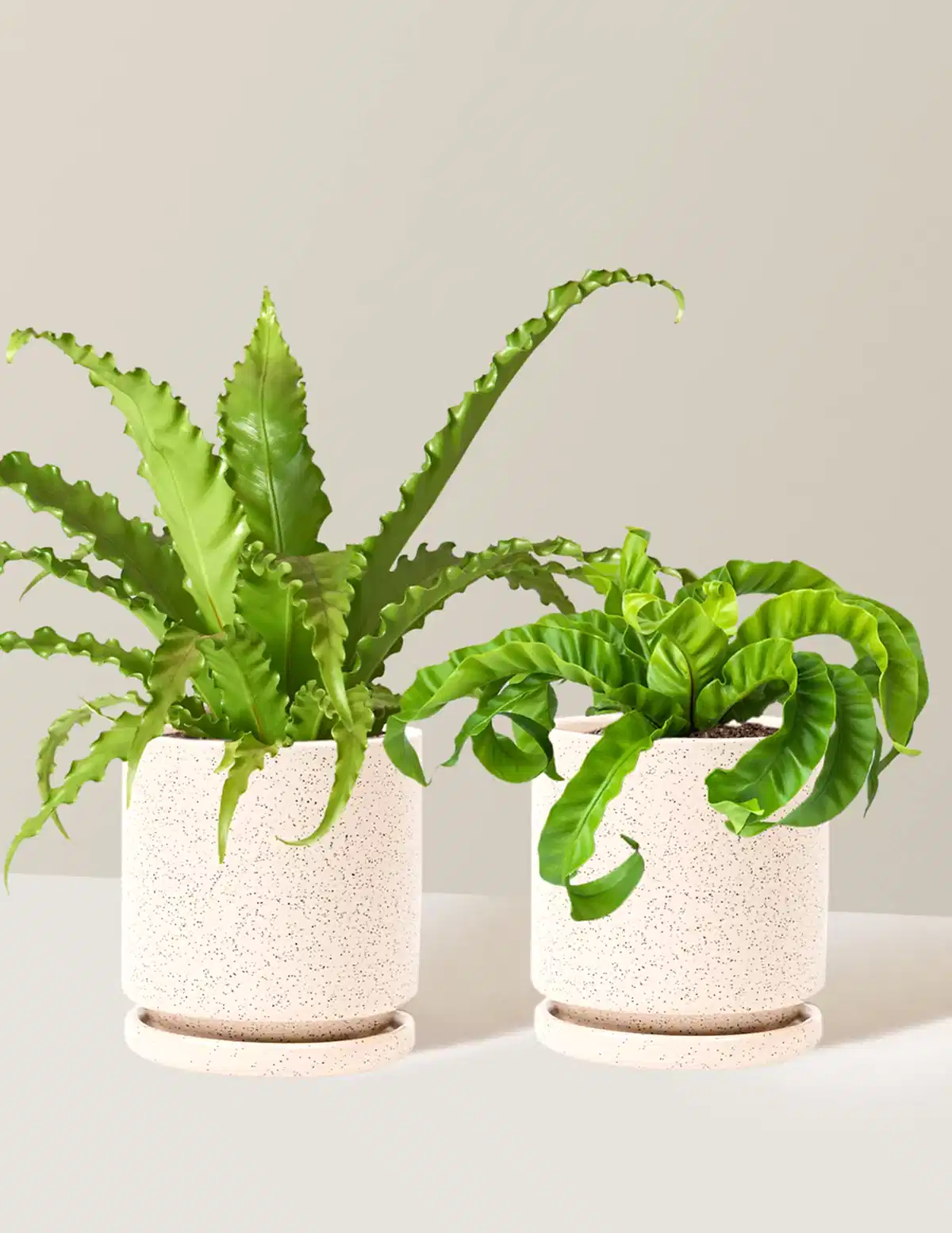 Fern Friends Duo