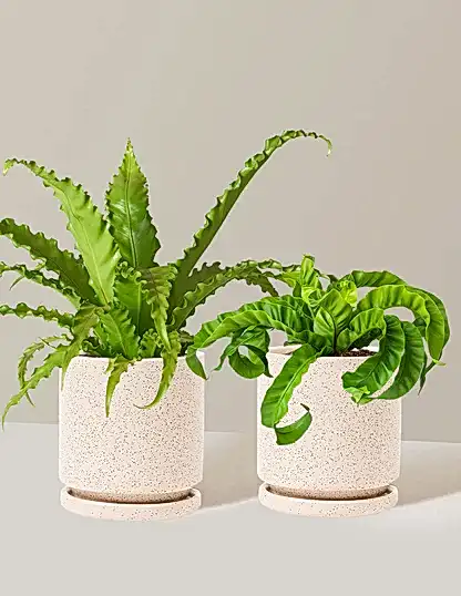 Fern Friends Duo