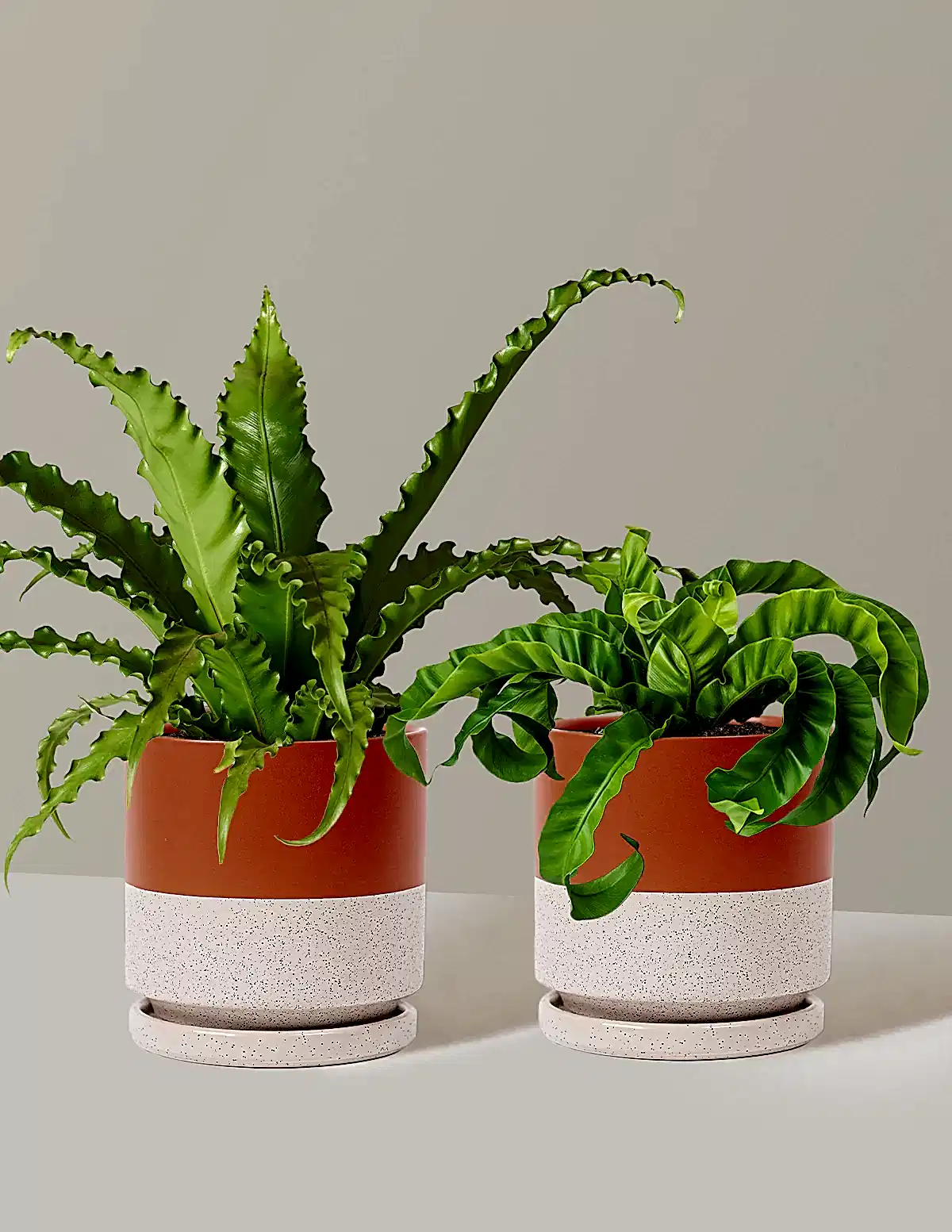 Fern Friends Duo