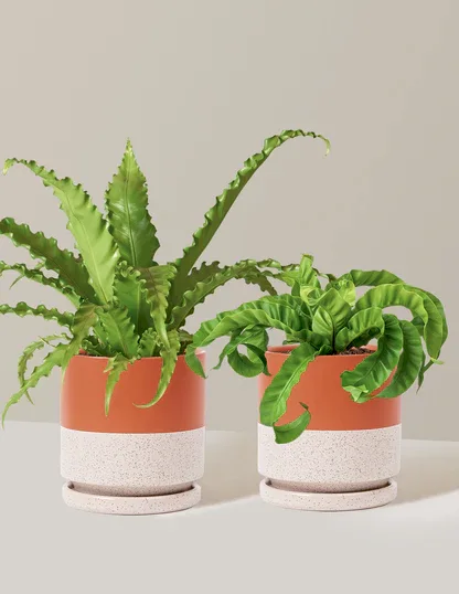 Fern Friends Duo