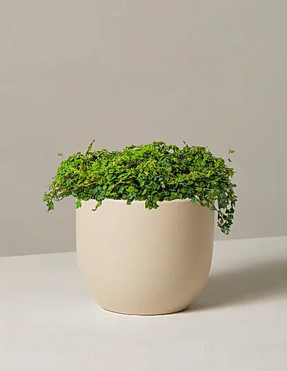 String of Frogs