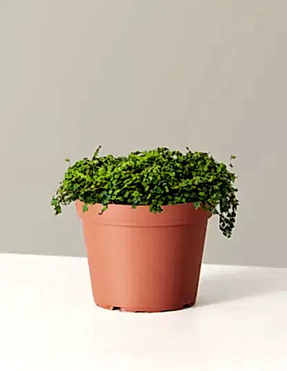 String of Frogs