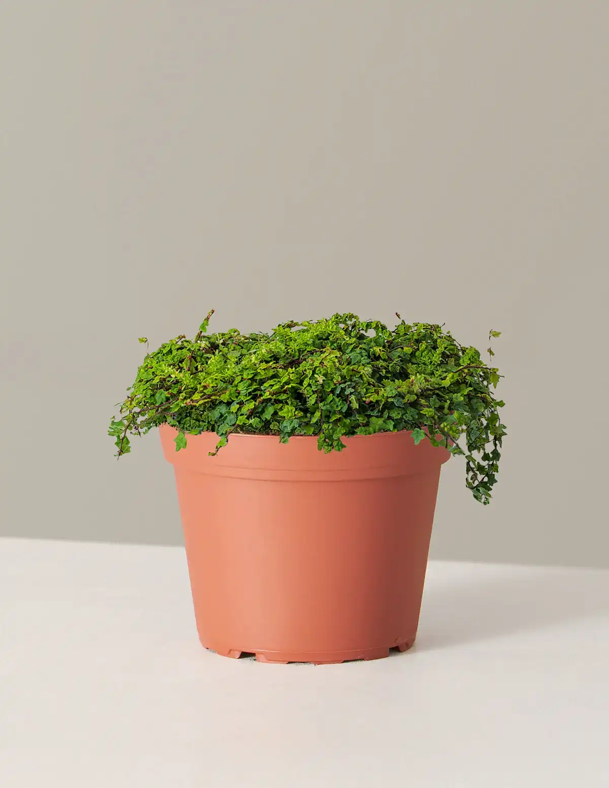 String of Frogs