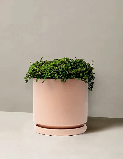 String of Frogs