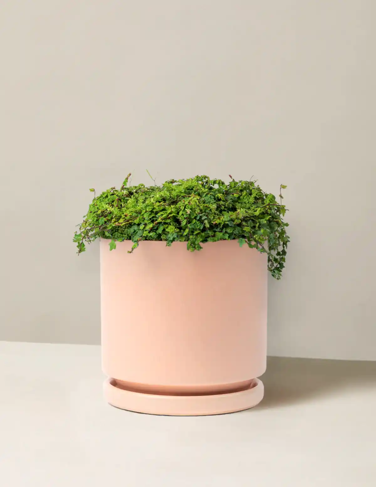 String of Frogs