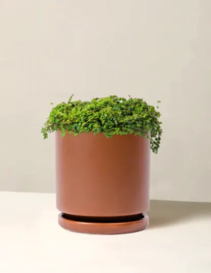 String of Frogs