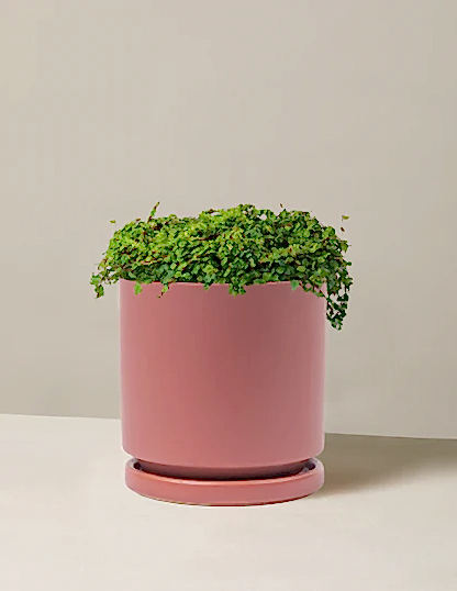 String of Frogs