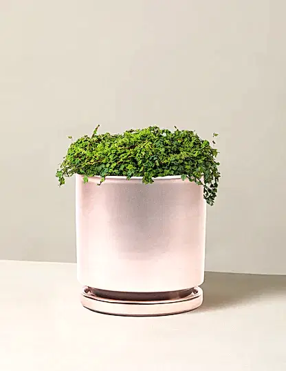 String of Frogs
