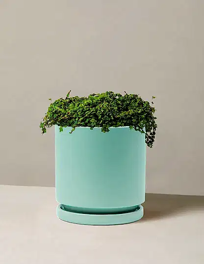 String of Frogs
