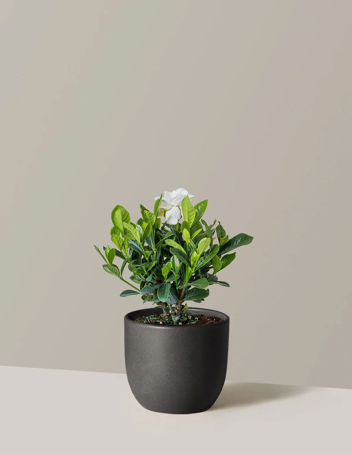 Gardenia Bush