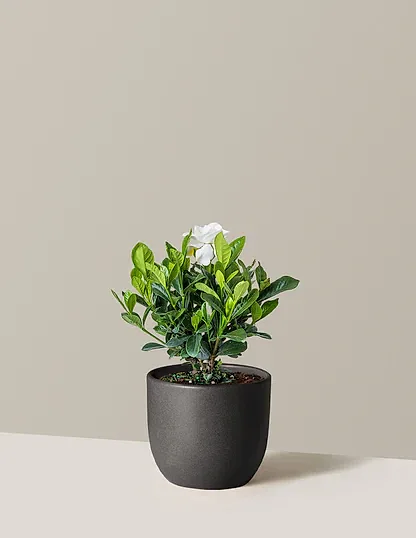 Gardenia Bush