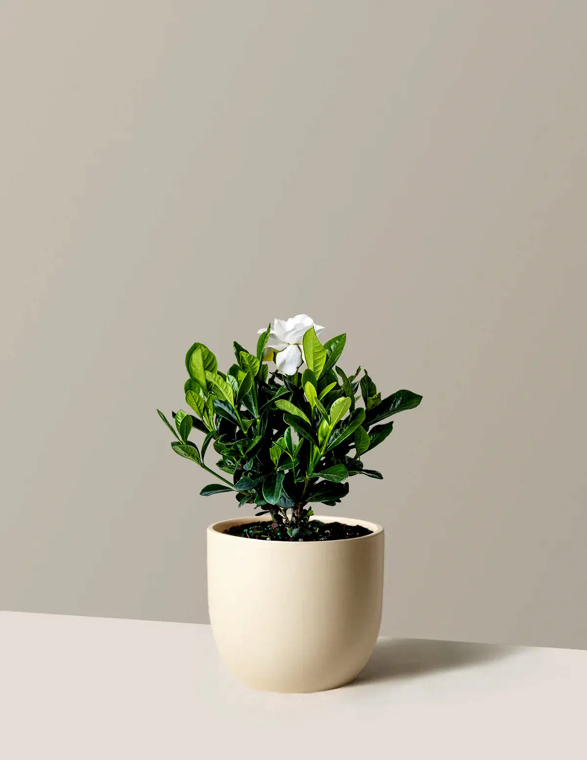 Gardenia Bush