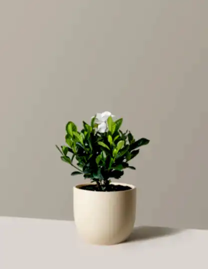 Gardenia Bush