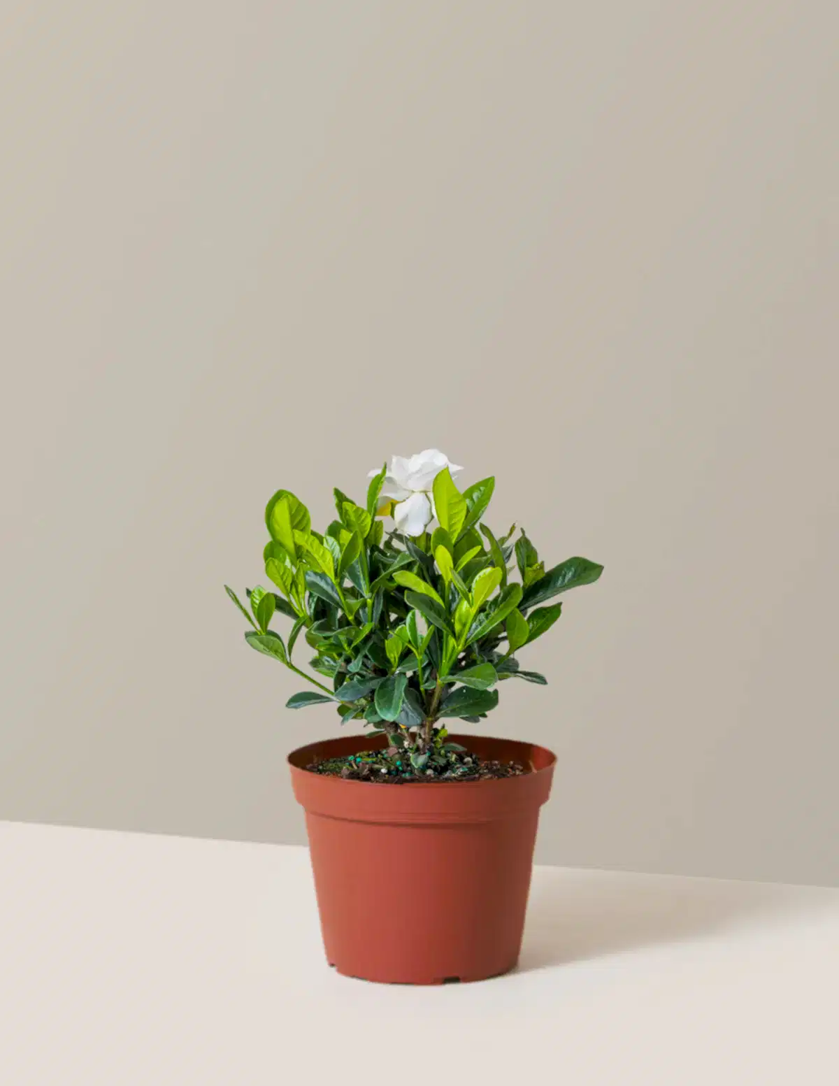 Gardenia Bush