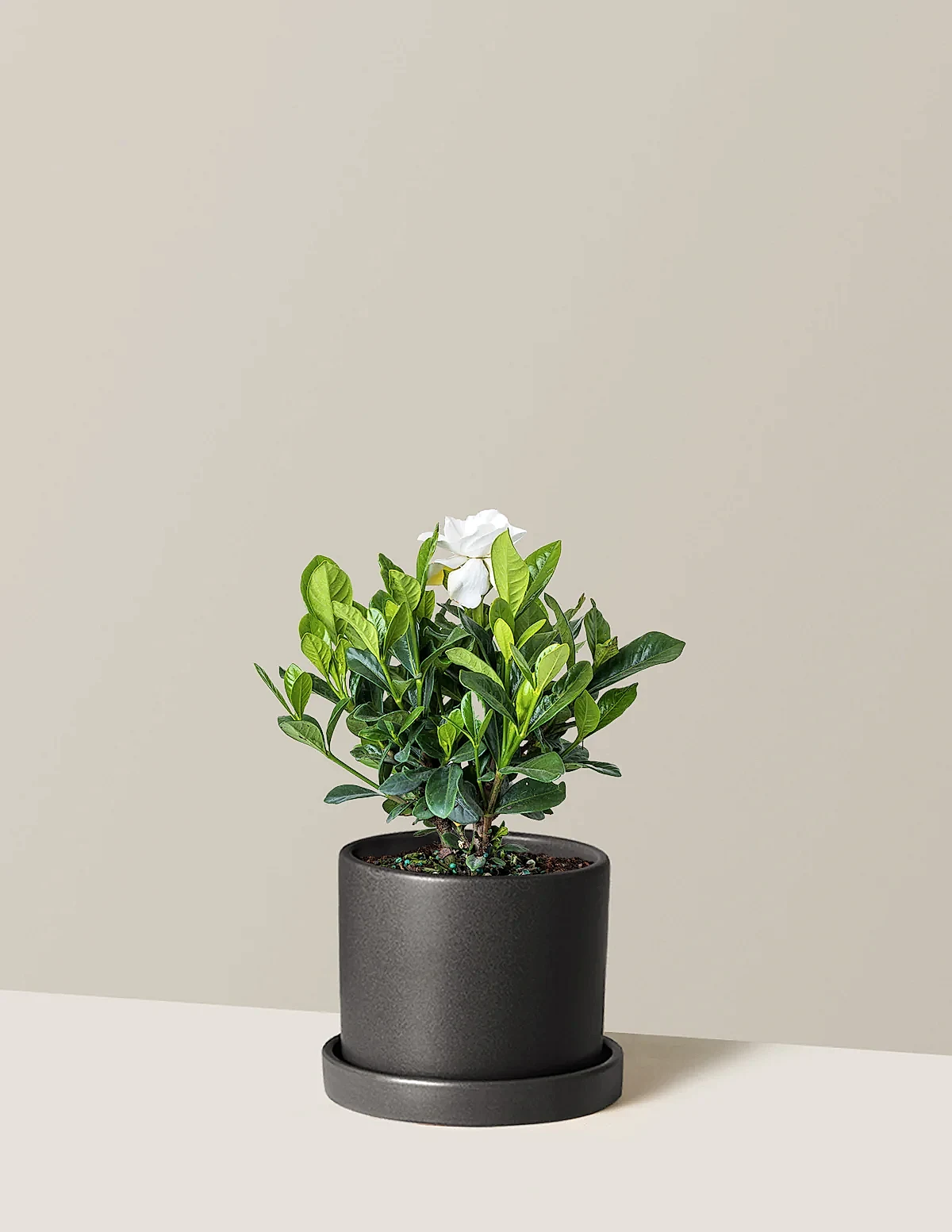 Gardenia Bush