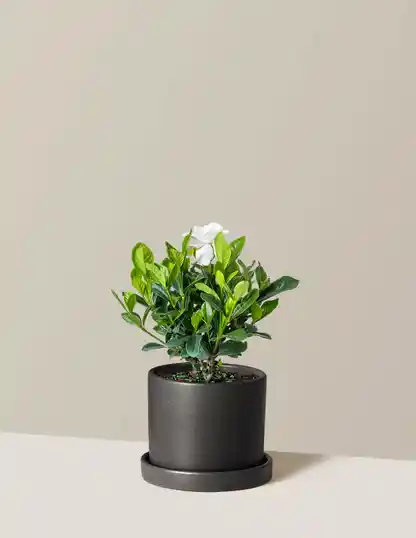 Gardenia Bush