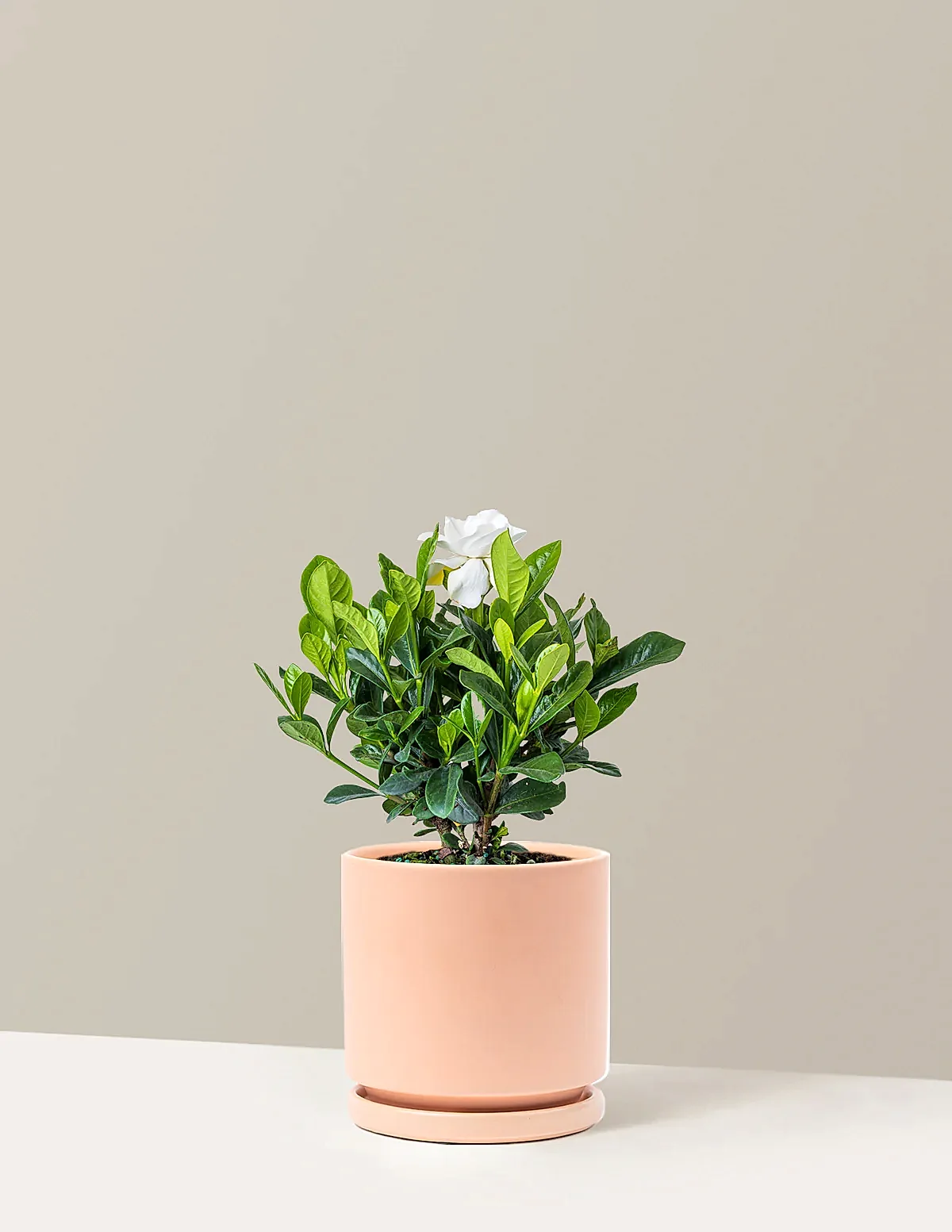 Gardenia Bush