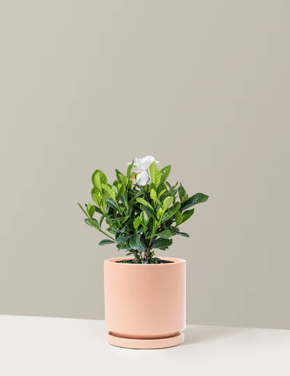 Gardenia Bush